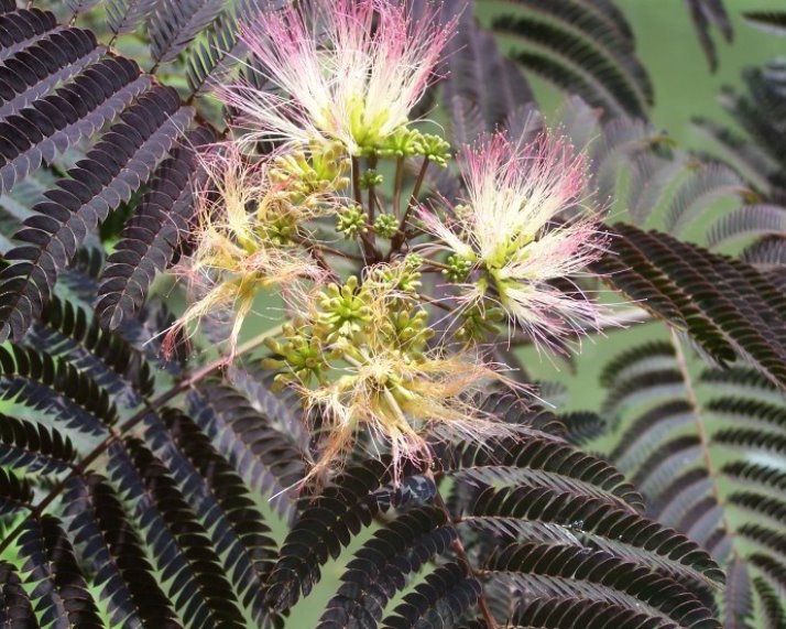 Albizia julibrissin Summer Chocolate